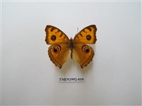 藏品(眼蛺蝶)的圖片